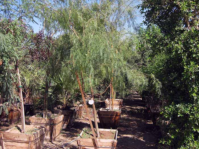 Prosopis glandulosa